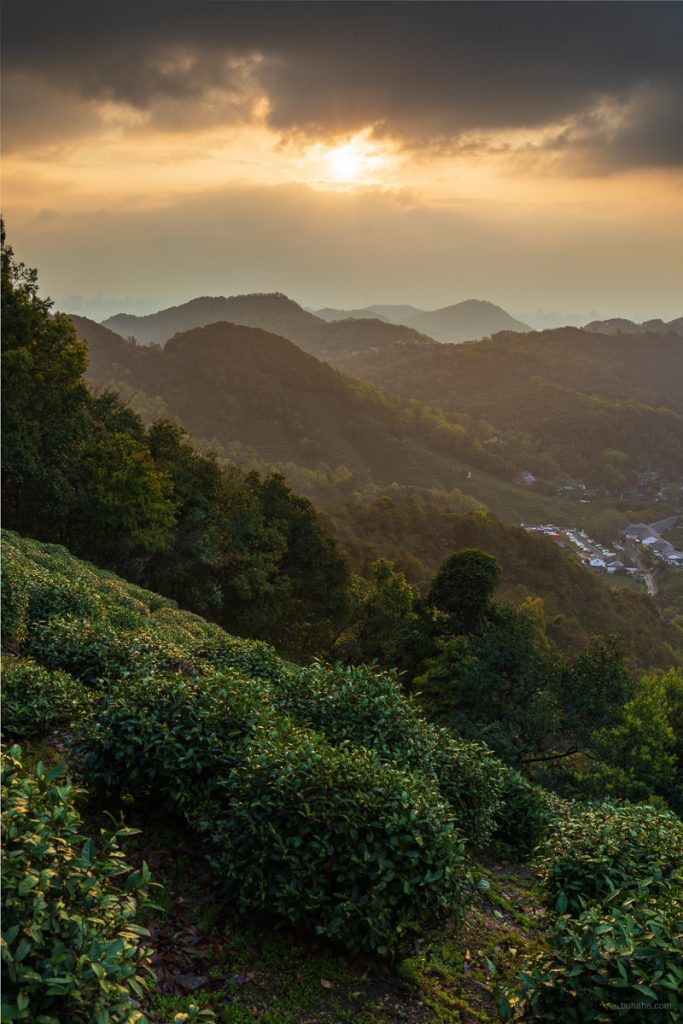 Tea garden in sunshine