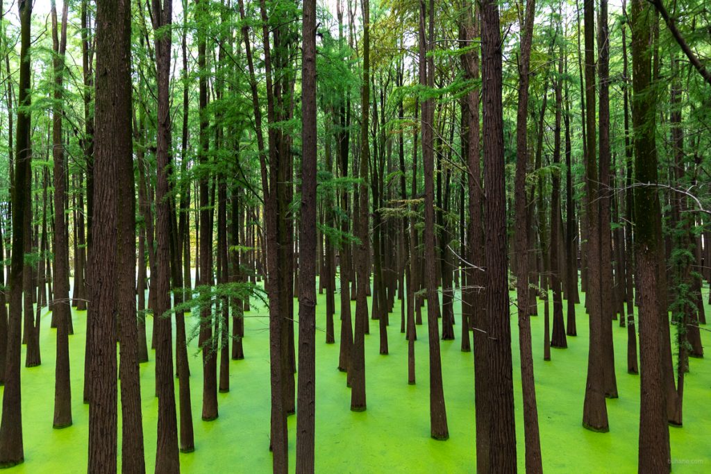 Forest in water