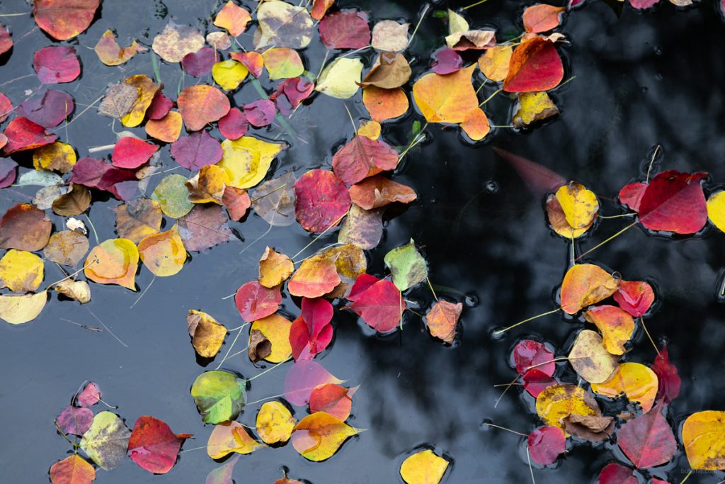 Colorful leaves